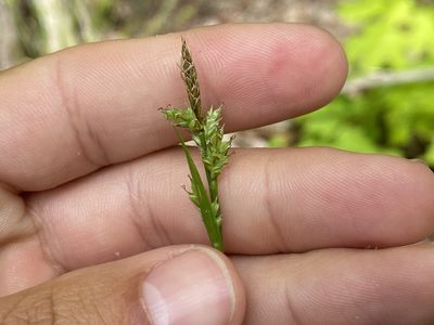 Carex communis, photographed by Henrique Pacheco
