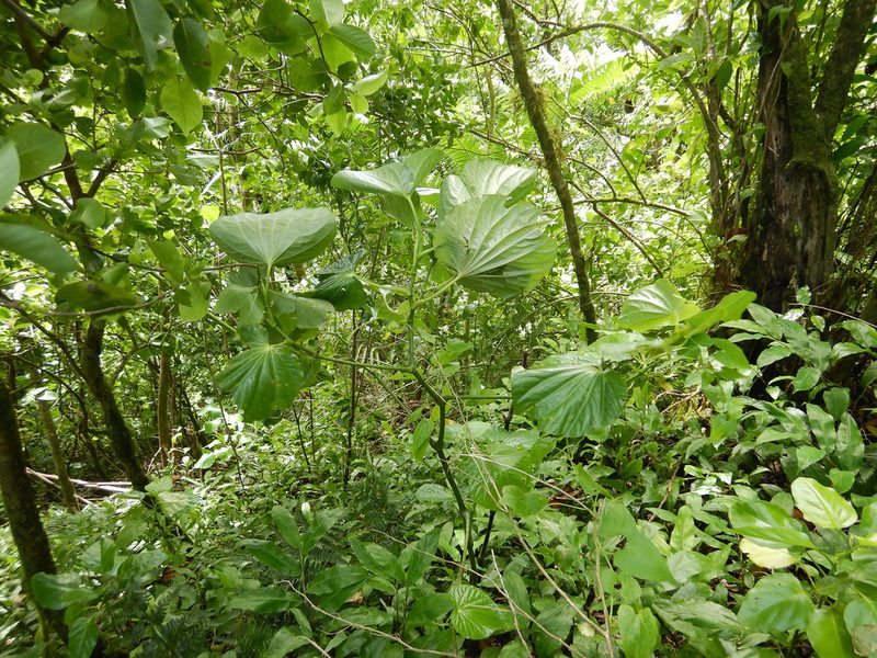 Piper latifolium, photographed by Jon Sullivan