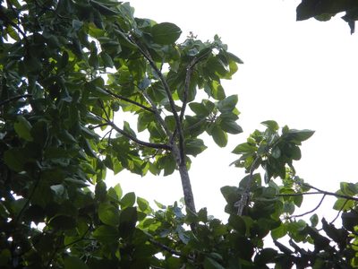 Fitchia speciosa, photographed by Jon Sullivan