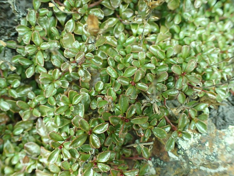 Penstemon davidsonii, photographed by James H. Thomas