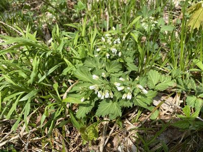 Cardamine diphylla, photographed by Henrique Pacheco