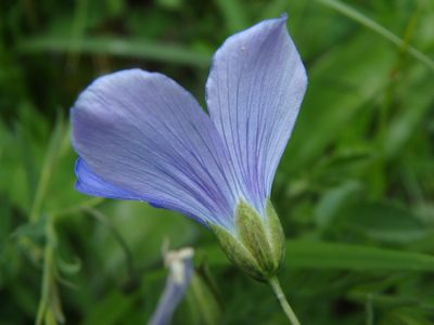 Linum alpinum, photographed by Daniel Cahen