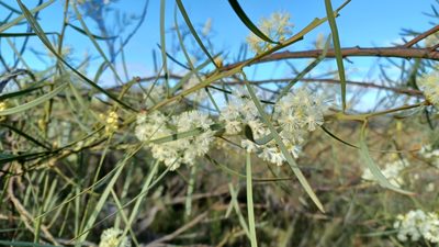 Acacia suaveolens, photographed by Peter Crowcroft