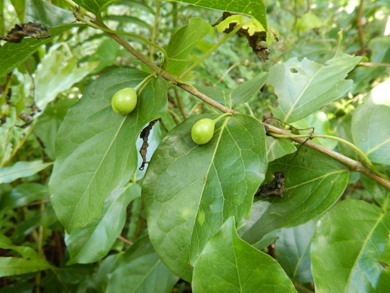 Cyclophyllum barbatum, photographed by Jon Sullivan