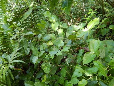 Cyclophyllum barbatum, photographed by Jon Sullivan