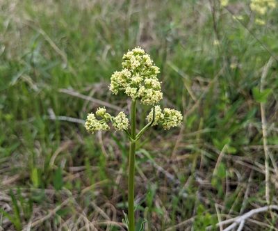 Valeriana edulis