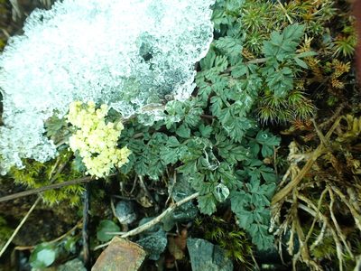 Lomatium martindalei, photographed by James H. Thomas