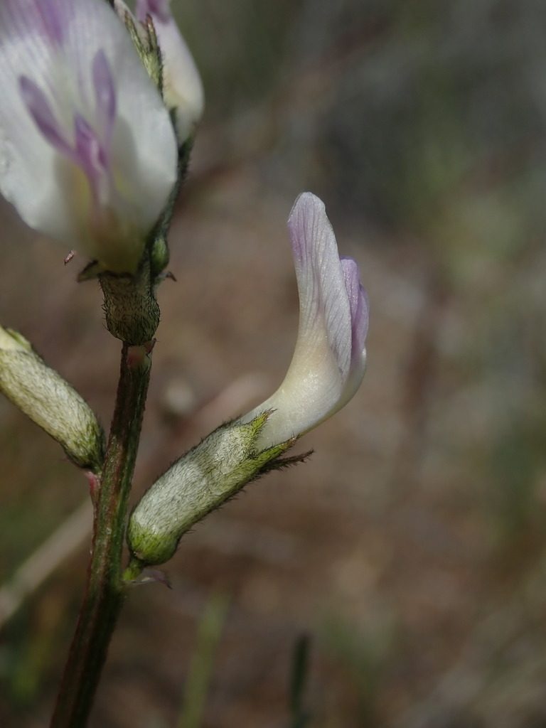 Astragalus conjunctus, photographed by Nolan Exe