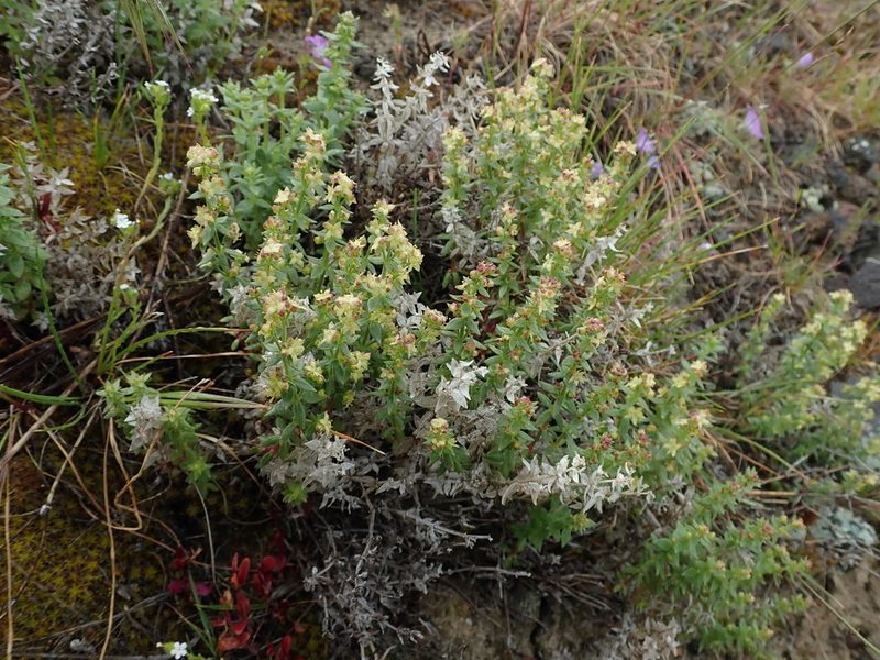 Galium serpenticum, photographed by Nolan Exe