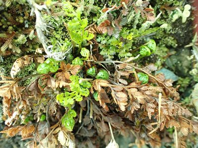 Cryptogramma acrostichoides, photographed by James H. Thomas