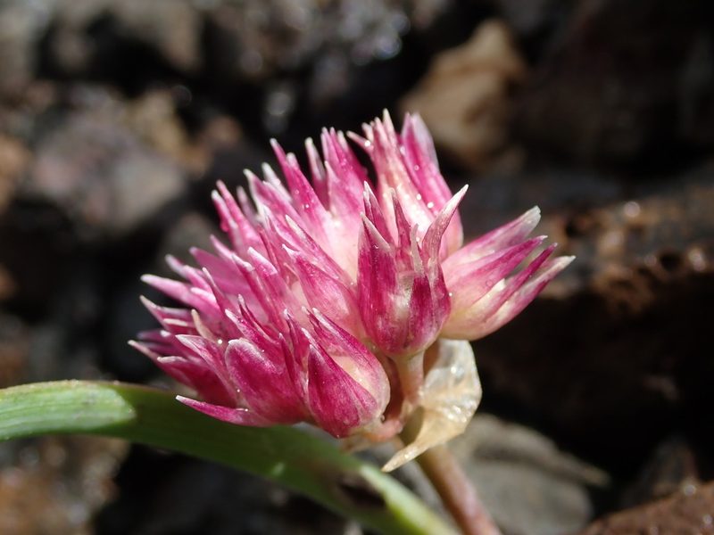 Allium robinsonii, photographed by Nolan Exe