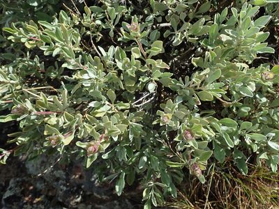 Salvia dorrii, photographed by Nolan Exe
