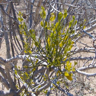 Phoradendron brachystachyum, photographed by Bill Levine