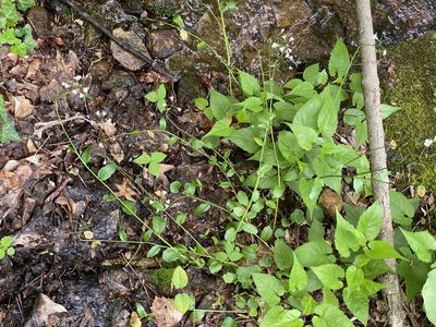 Cardamine bulbosa, photographed by gwt2102
