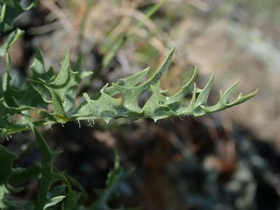 Crepis modocensis, photographed by Nolan Exe