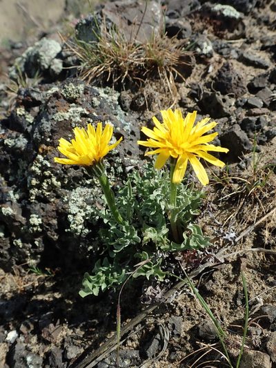 Crepis modocensis, photographed by Nolan Exe