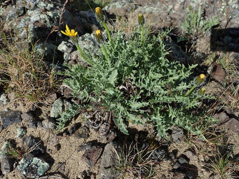 Crepis modocensis, photographed by Nolan Exe