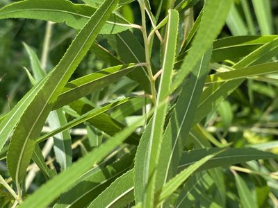 Salix nigra, photographed by Daniel McNair