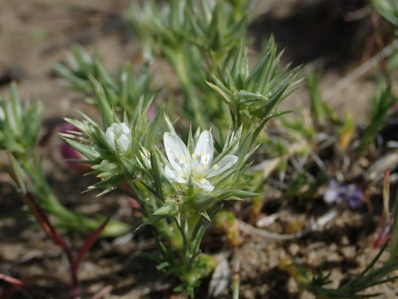 Eremogone franklinii, photographed by Nolan Exe