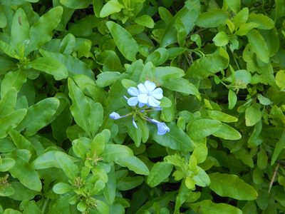 Plumbago auriculata, photographed by Tom Lazar