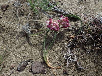 Allium robinsonii, photographed by Nolan Exe