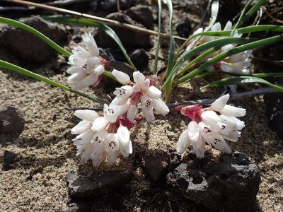 Allium robinsonii, photographed by Nolan Exe