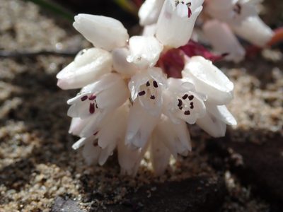 Allium robinsonii, photographed by Nolan Exe