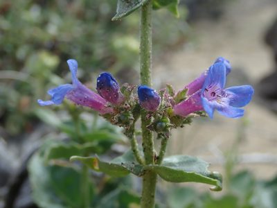 Penstemon pruinosus, photographed by Nolan Exe