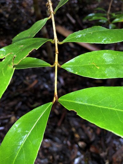 Austrobuxus swainii, photographed by Samuel Frankel
