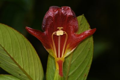Columnea nicaraguensis, photographed by Trevor Van Loon