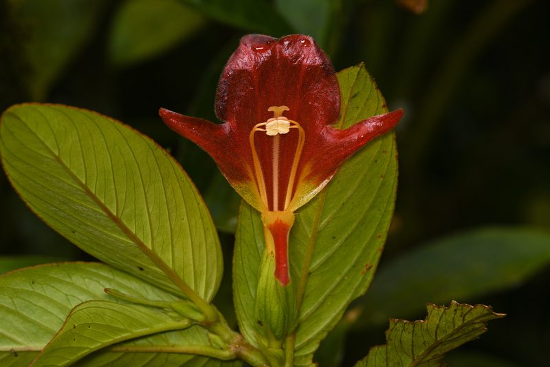 Columnea nicaraguensis, photographed by Trevor Van Loon