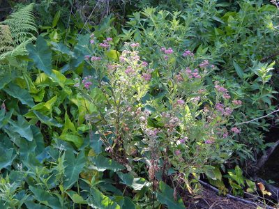 Pluchea odorata, photographed by Tom Lazar