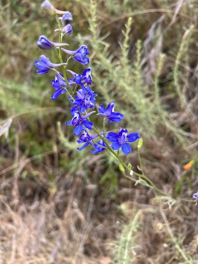 Delphinium parryi, photographed by kclarksdnhmorg