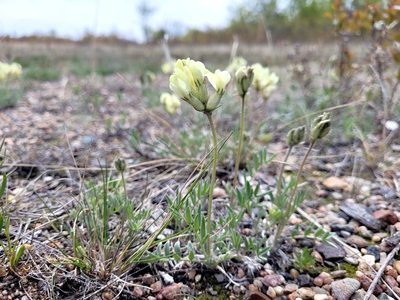 Oxytropis sericea, photographed by Doug Macaulay