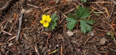 Viola sheltonii, photographed by Asher Budnik