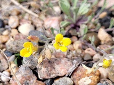 Physaria arenosa, photographed by Doug Macaulay