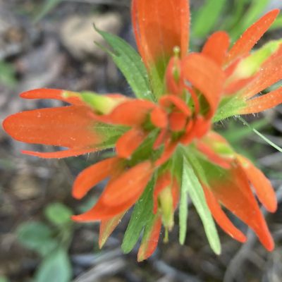 Castilleja coccinea, photographed by Christopher Zacharias