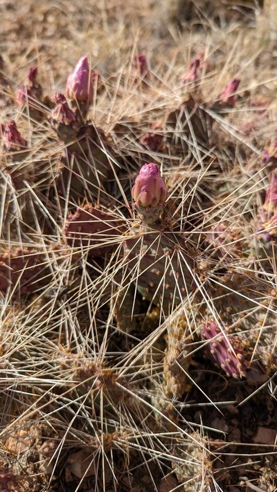 Opuntia pinkavae, photographed by Andrew Dudley