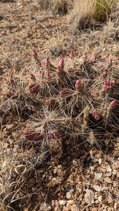 Opuntia pinkavae, photographed by Andrew Dudley