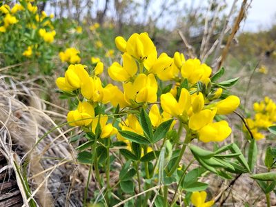 Thermopsis rhombifolia, photographed by Doug Macaulay