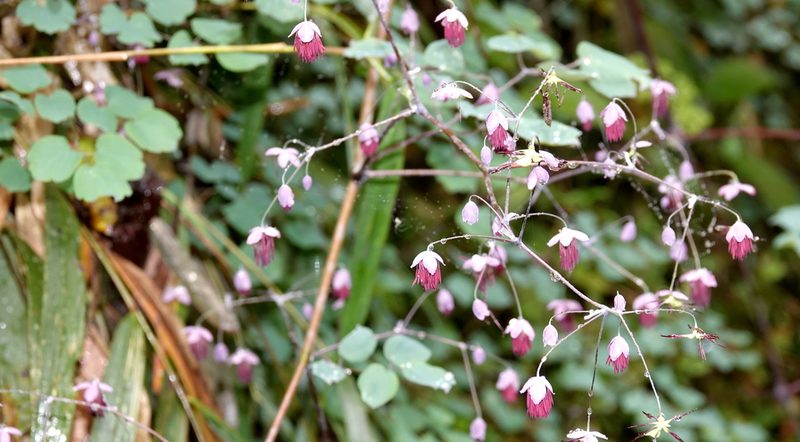 Thalictrum podocarpum, photographed by desertnaturalist