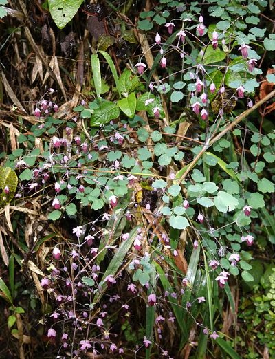 Thalictrum podocarpum, photographed by desertnaturalist