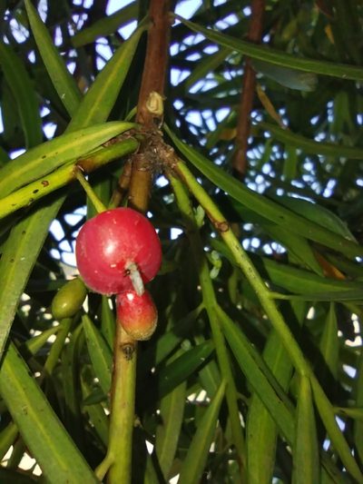 Podocarpus salignus, photographed by Víctor Vidal Echeverría