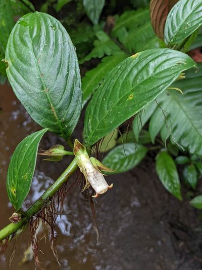 Drymonia warszewicziana, photographed by Trevor Van Loon