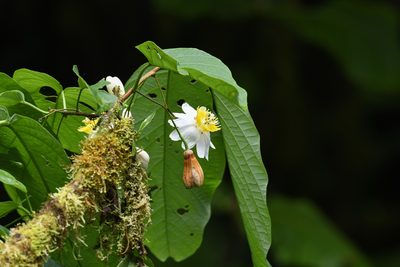 Passiflora tica, photographed by Trevor Van Loon