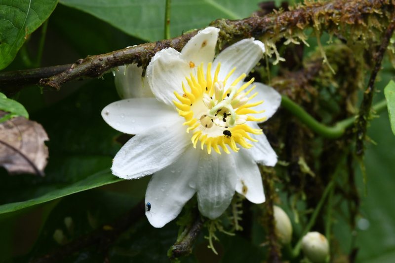 Passiflora tica, photographed by Trevor Van Loon
