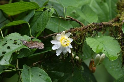 Passiflora tica, photographed by Trevor Van Loon