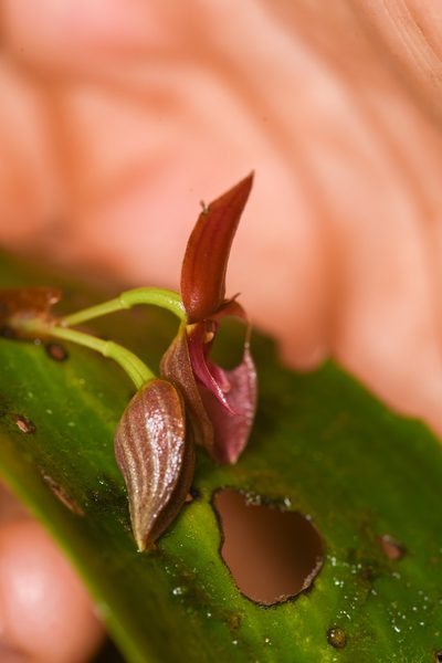 Pleurothallis cardiothallis, photographed by Trevor Van Loon