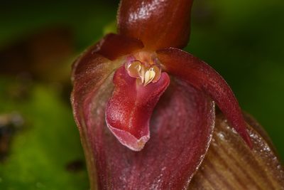 Pleurothallis cardiothallis, photographed by Trevor Van Loon