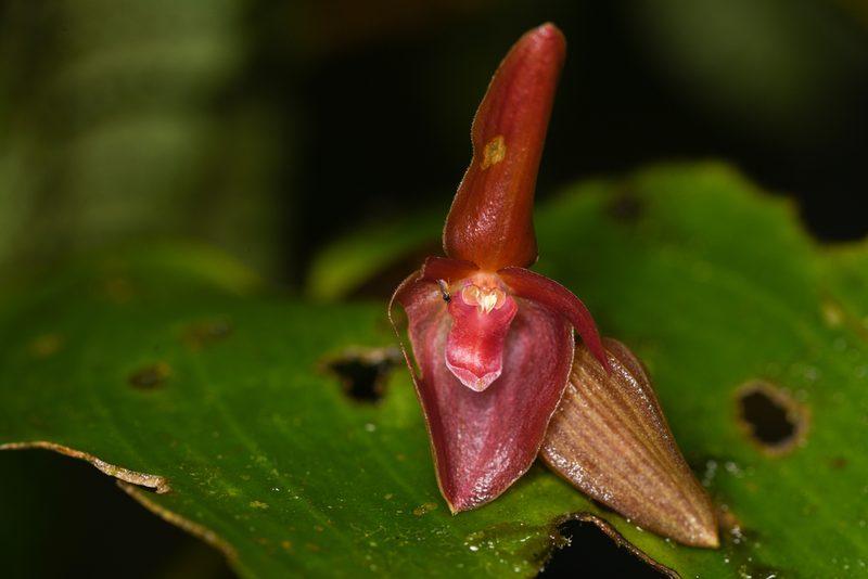 Pleurothallis cardiothallis, photographed by Trevor Van Loon
